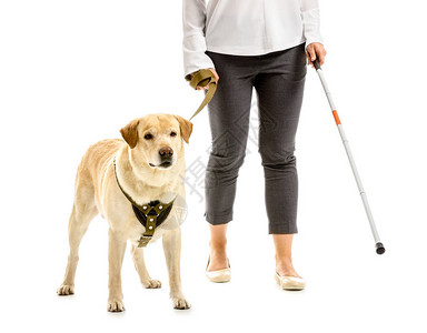 白色背景中带导盲犬的年轻盲女图片