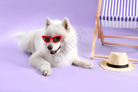 墨镜中可爱的救护狗靠近遮晒室的遮阳者图片