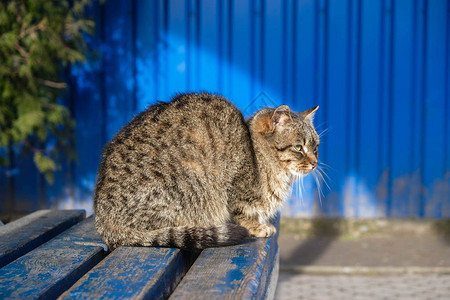 乌克兰蓝背景的蓝色木凳上坐着一只绿色眼睛的流浪猫这只猫正在中图片