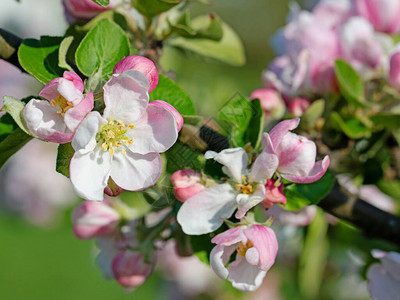 开花的苹果树苹果在春天图片