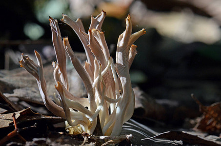 澳大利亚悉尼皇家国公园温带雨林地板上生长的珊瑚真菌拉马里图片
