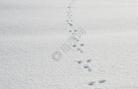 白兔或子在雪上留下的眼泪雪地背景背景图片