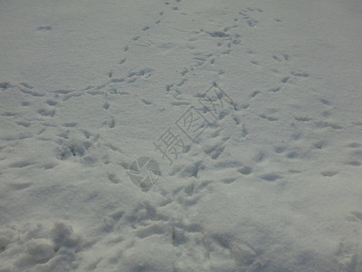 白雪上的鸟迹图片