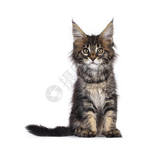 最可爱的经典黑卡布比缅因州小猫咪图片