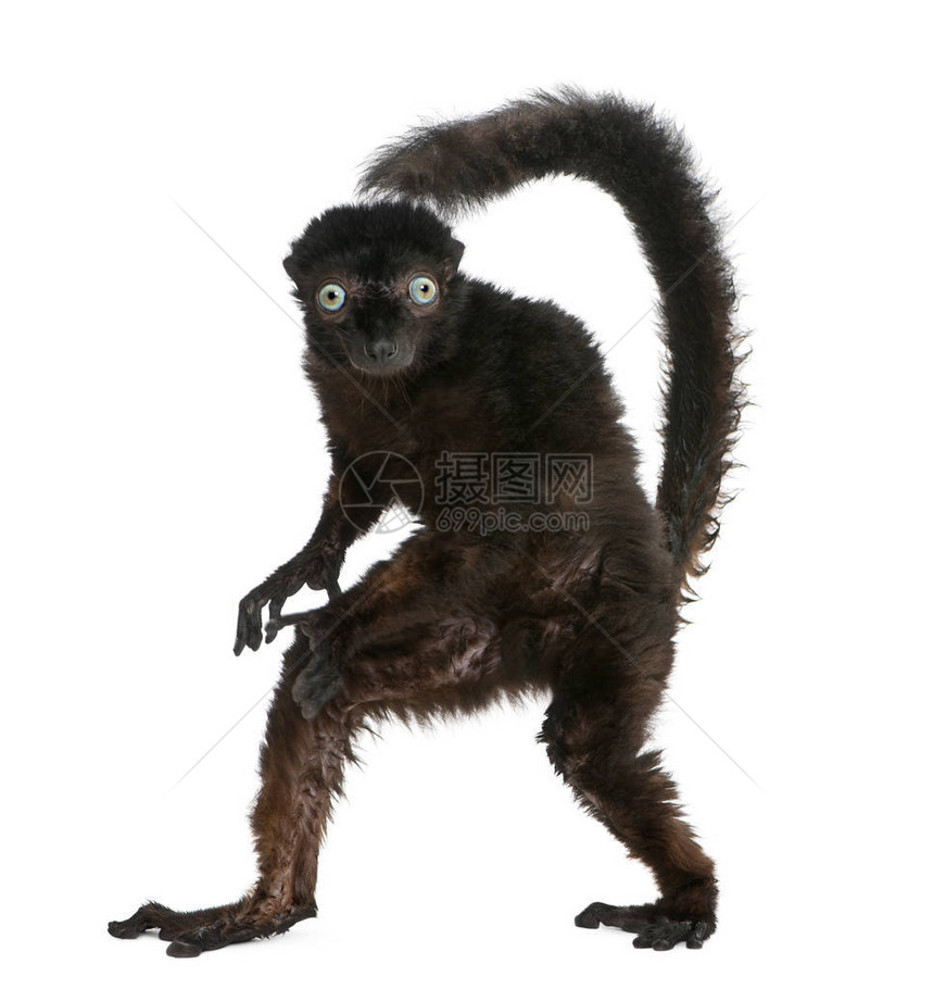 蓝眼睛的男BlackLemur图片