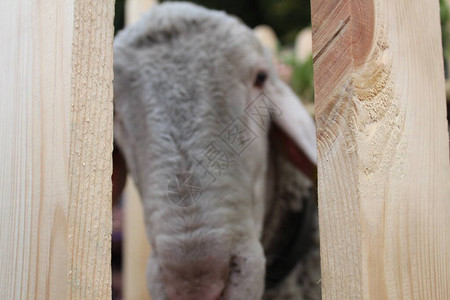 木栅栏背景上的羊头图片