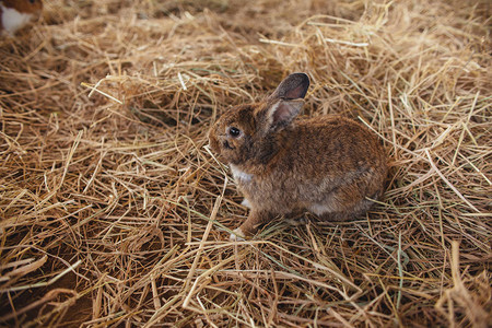 一只可爱的兔子正坐在干草堆上农场兔子图片