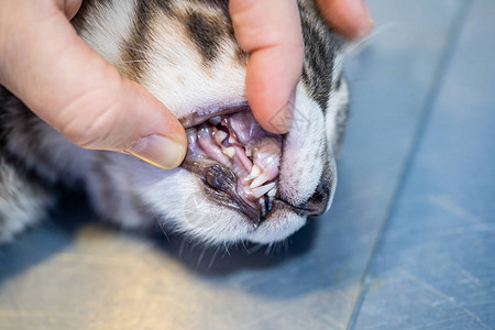 兽医用成人牙齿和小猫牙齿检图片
