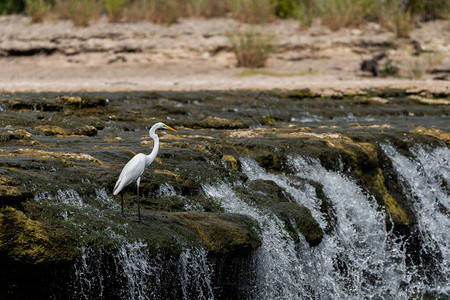 一只白色大白卫士站在河流瀑布边的岩壁上看着迅速流经的水图片