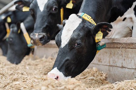 一群黑白奶牛在现代谷仓中站在围栏后面排成一图片
