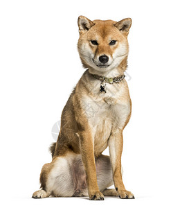 ShibaInu戴着项圈图片