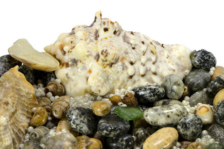 白色背景中的海石和贝壳贝类的海洋静物图片