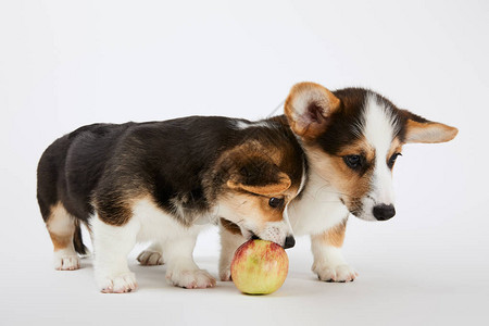 长着白底苹果美味的小狗可爱的WelshCo图片