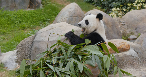 熊猫在动物园图片