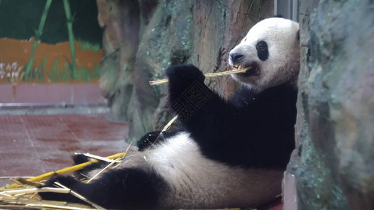 熊猫在动物园吃竹秆媒体胖乎的熊猫懒洋地坐着图片