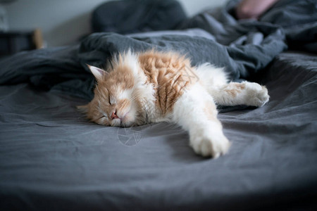 睡在猫屋主的床上睡觉的一只困苦的faw图片