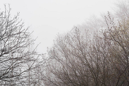 早春花蕾盛开的树梢在晨雾中几乎看不到图片