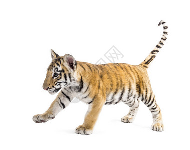 两个月大的老虎幼崽在白图片