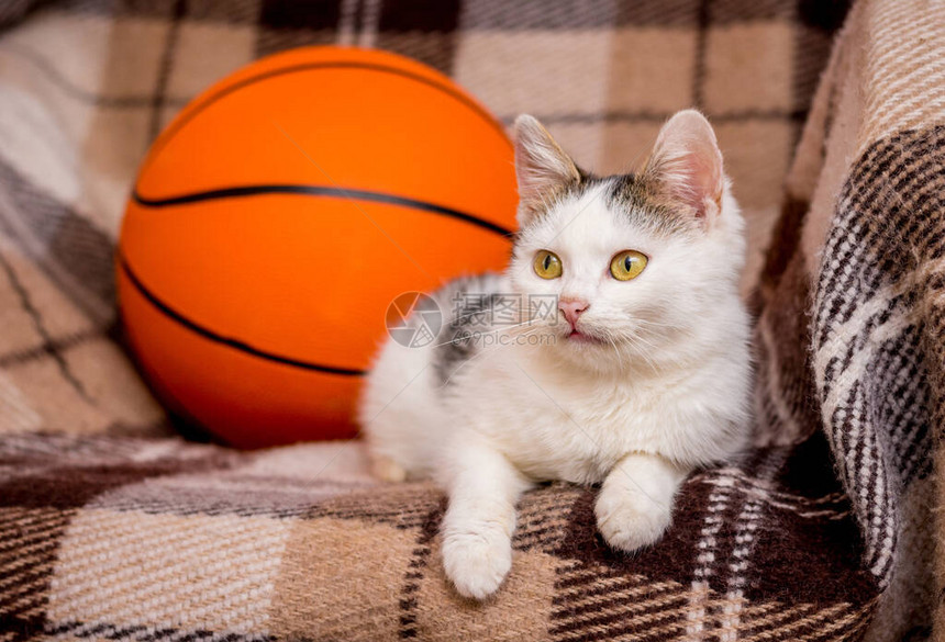 白猫坐在篮球赛旁边的摇椅上在篮球广图片