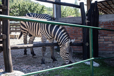 Zebra在塞尔维亚Jagodina动物园公的炎暑日背景