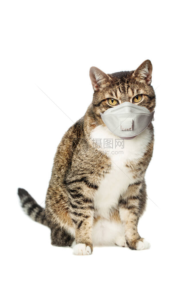 白色背景上戴着防护面具的宠物猫图片