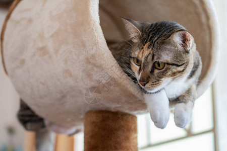 亚洲短头发短肖像黑纹猫咪躺在猫树或公寓上背景图片