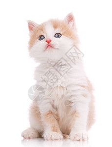 猫宠物和可爱概念白图片