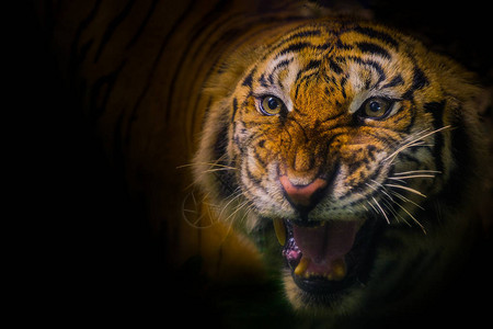 西伯利亚老虎Pantheratigristigris图片
