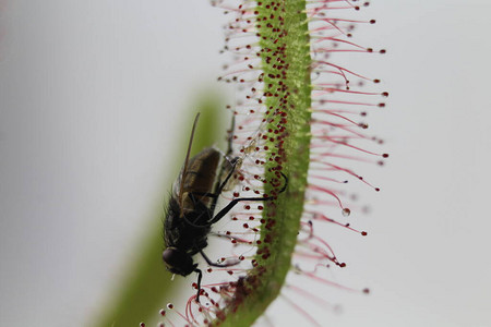 食肉植物喂养昆虫图片