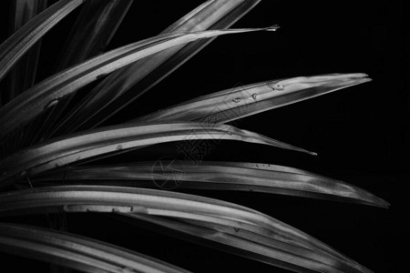棕榈树的黑白叶子图片