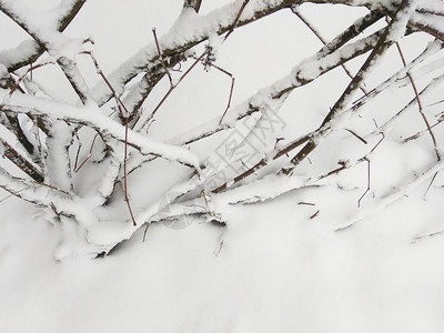 雪中的冬季景观树枝图片