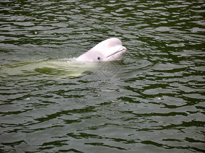 该物种是一种极地海豚背景图片