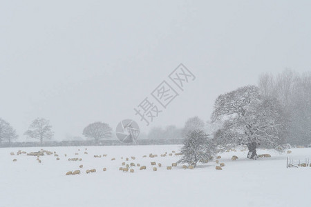 雪天在田野里的羊图片