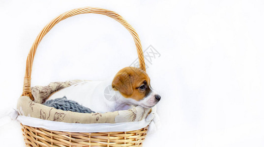 肚腩可爱的红发小狗杰克罗素泰瑞尔坐在复活节篮子里背景