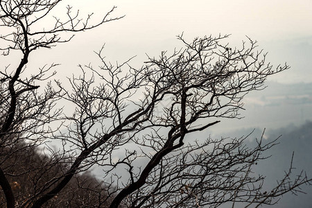 冬天一棵光秃的树枝的特写背光图片