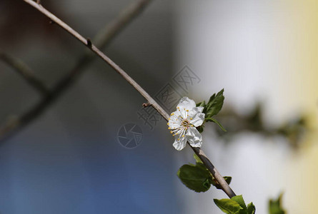 樱桃李白花Prunuscerasife图片