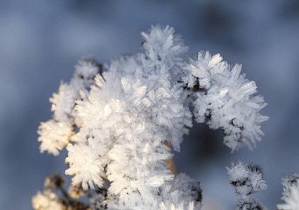 冬季植物上冰晶的特写图片