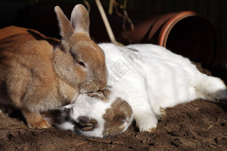 两只兔子一图片