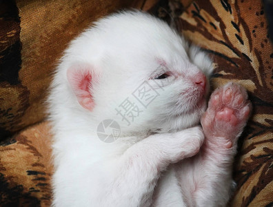 可爱的白色新生小猫图片