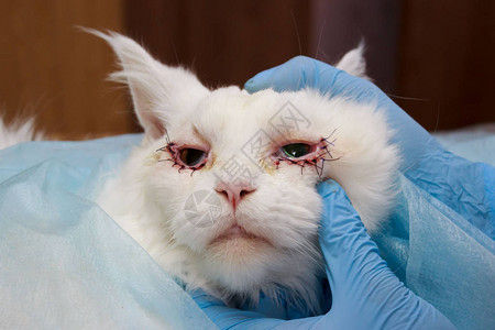 白色缅因猫眼睑先天扭曲的手术矫正报道拍摄兽医诊所手图片