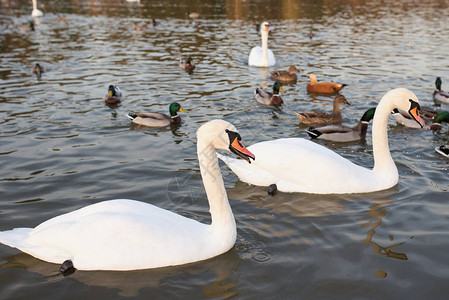 湖上的白天鹅和鸭子图片