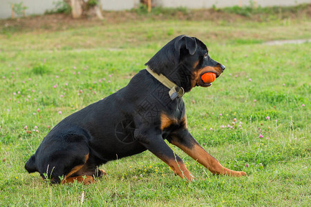 黑色罗威纳犬玩橙色球玩具图片