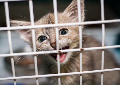 庇护所笼子里的悲伤猫背景图片