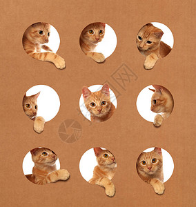 可爱的橙色小猫在纸箱里玩耍背景图片