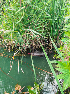 池塘里的塑料瓶污染环境和河流生态问题和灾难走向绿色图片
