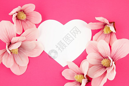 白纸心和木兰花的粉红背景爱情快乐情人节母亲日概念复制空图片