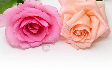 美丽的粉红和橙色玫瑰花朵白图片