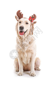 可爱的笑狗圣诞鹿角图片