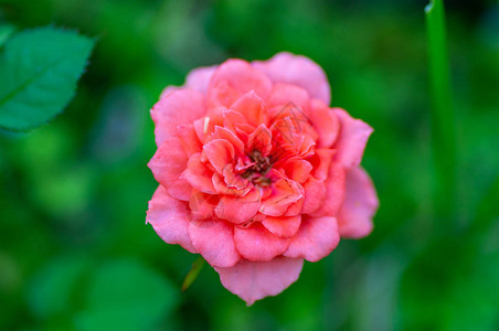 绿色花叶背景的茶玫瑰花图片
