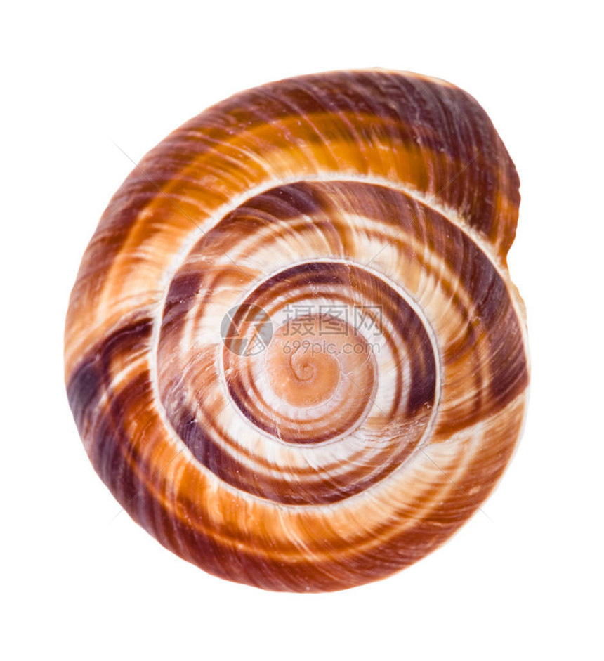 白色背景下可食用蜗牛的螺旋壳图片